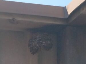 明石市アシナガバチの巣