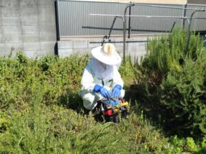 明石市蜂の巣駆除準備中