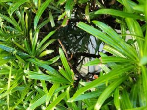 明石市スズメバチの駆除後
