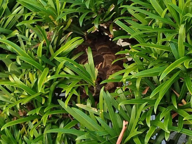明石市 H様邸 | スズメバチの巣駆除
